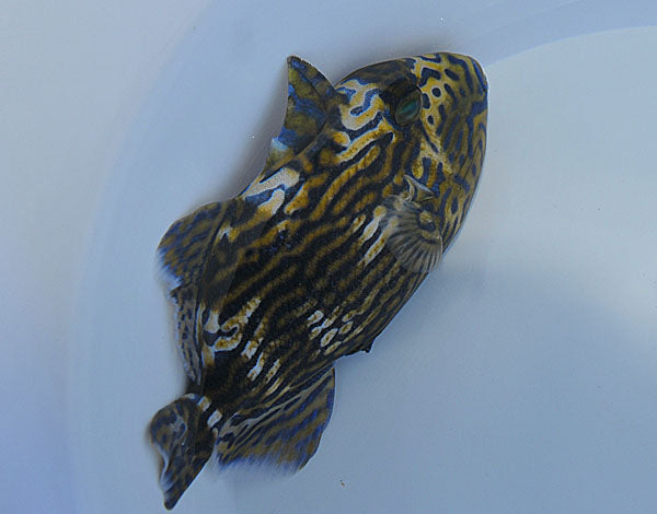 Blaustreifen-Drückerfisch (Pseudobalistes fuscus)