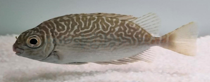 Stachliger Kaninchenfisch (Siganus spinus)