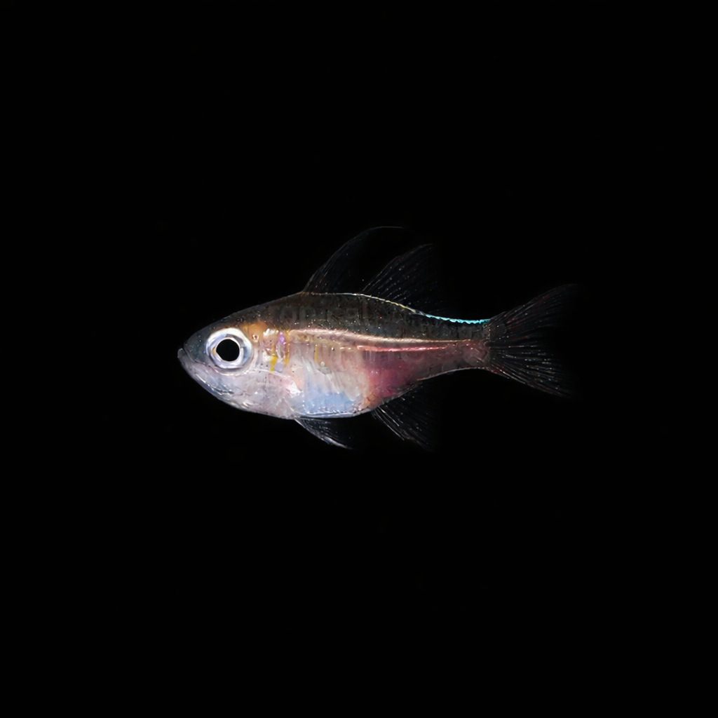 Zoramia leptacantha – Blaustreifen-Kardinalfisch