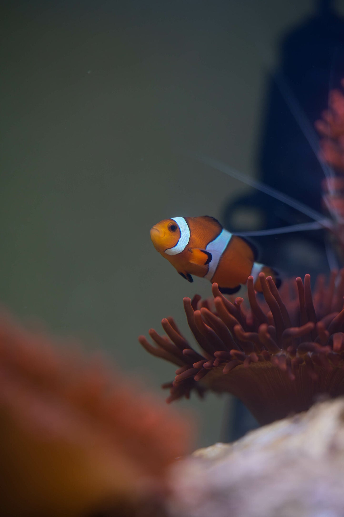 Amphiprion ocellaris Nachzucht - falscher Clownfisch