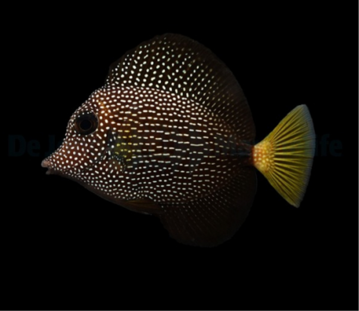 Mauritius Segelflossen Doktor – Zebrasoma gemmatum