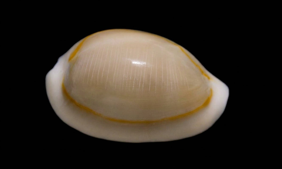 Goldring-Kauri (Monetaria annulus)