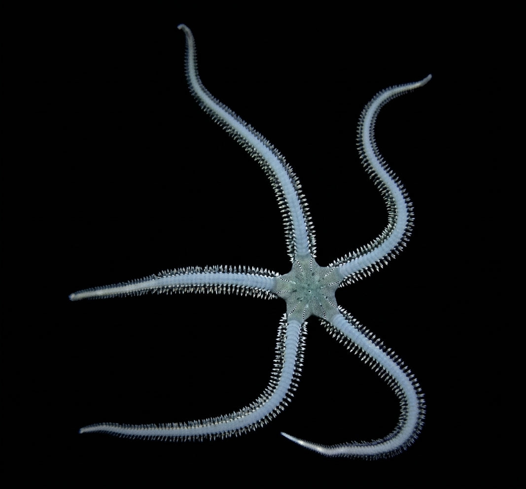 Olivgrüner Schlangenstern (Ophiarachna incrassata)