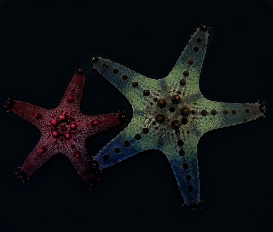 Noppen-Seestern (Pentaceraster regulus)