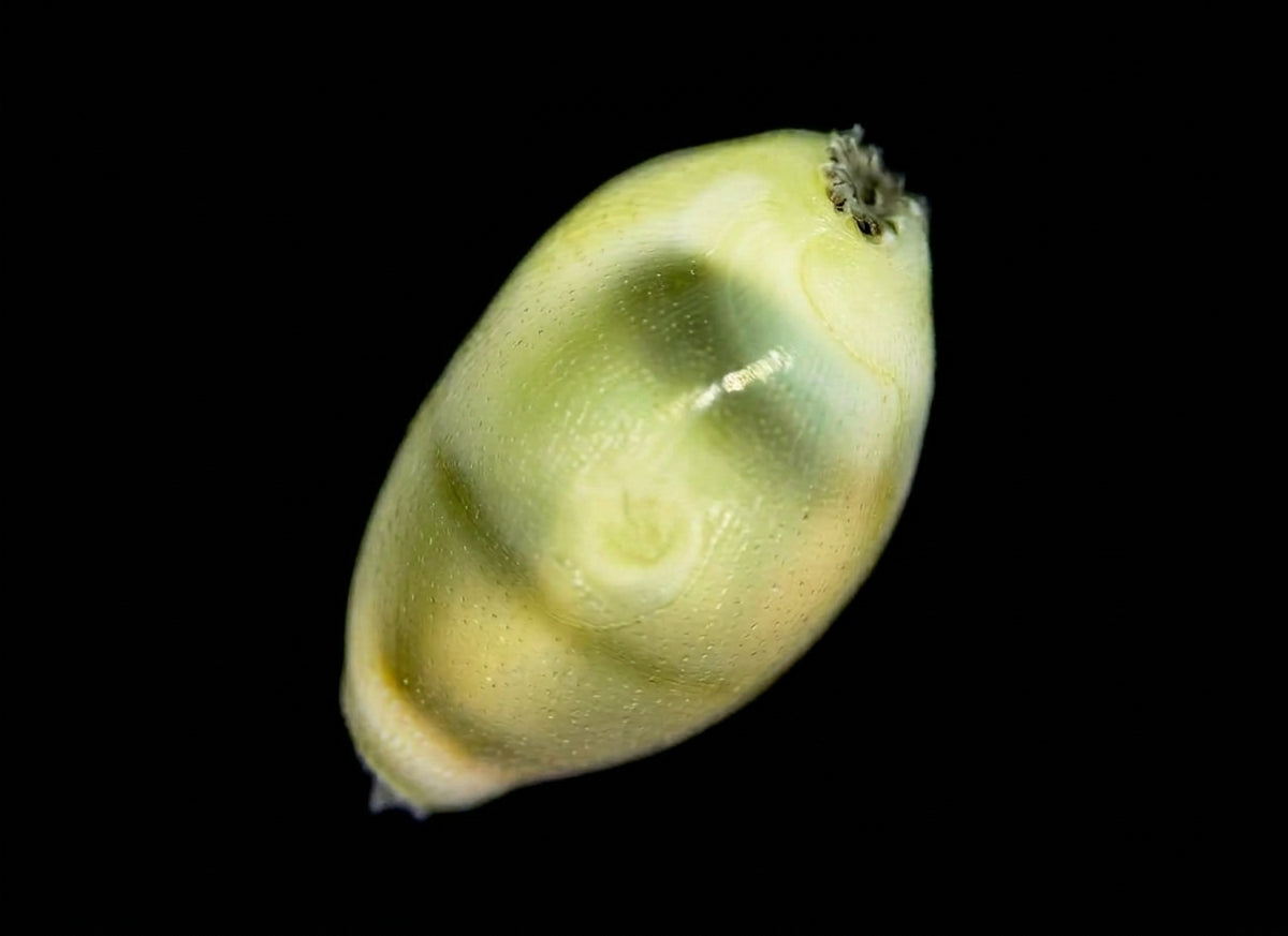 Kaurischnecke, Geld-Kauri (Monetaria moneta)