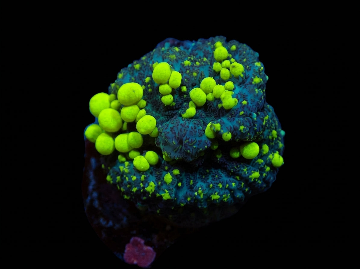 Scheibenanemone (Rhodactis spp. (Bounce Yellow-Green) (1 ear)