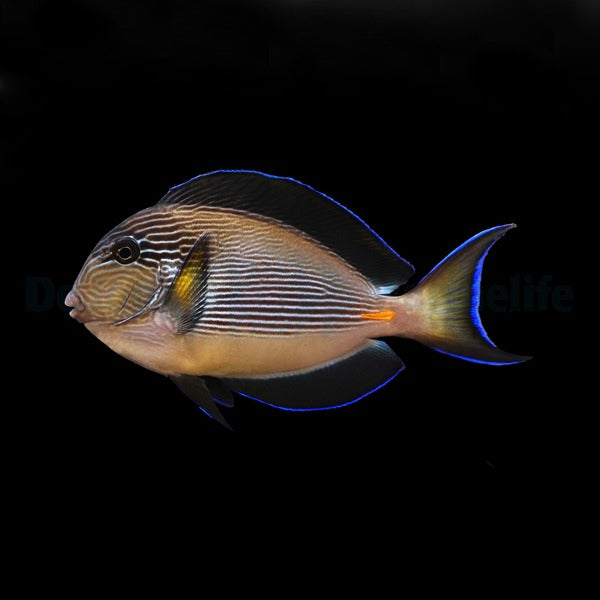 Acanthurus sohal – Sohal-Doktorfisch