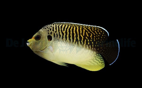 Apolemichthys kingi – Tiger-Kaiserfisch