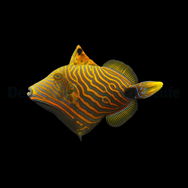 Balistapus undulatus – Orangeband-Drückerfisch