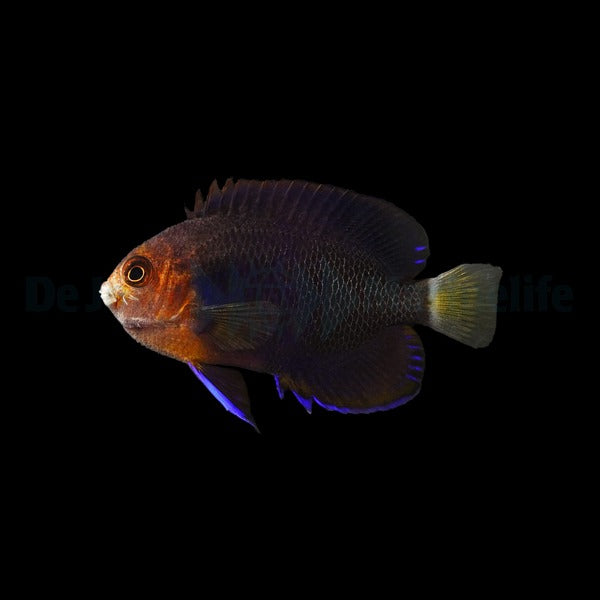 Centropyge flavicauda – Gelbschwanz-Zwergkaiserfisch