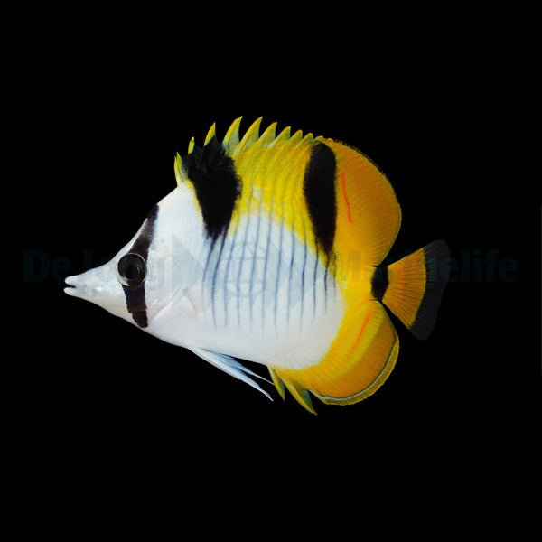 Chaetodon falcula – Doppelfleck-Falterfisch