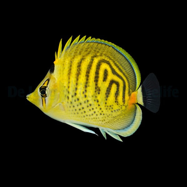 Chaetodon punctatofasciatus – Pünktchen-Falterfisch