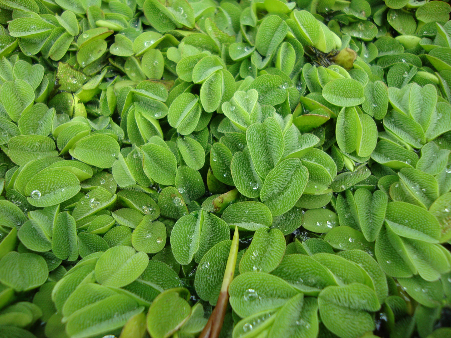 Schwimmfarn - Salvinia natans