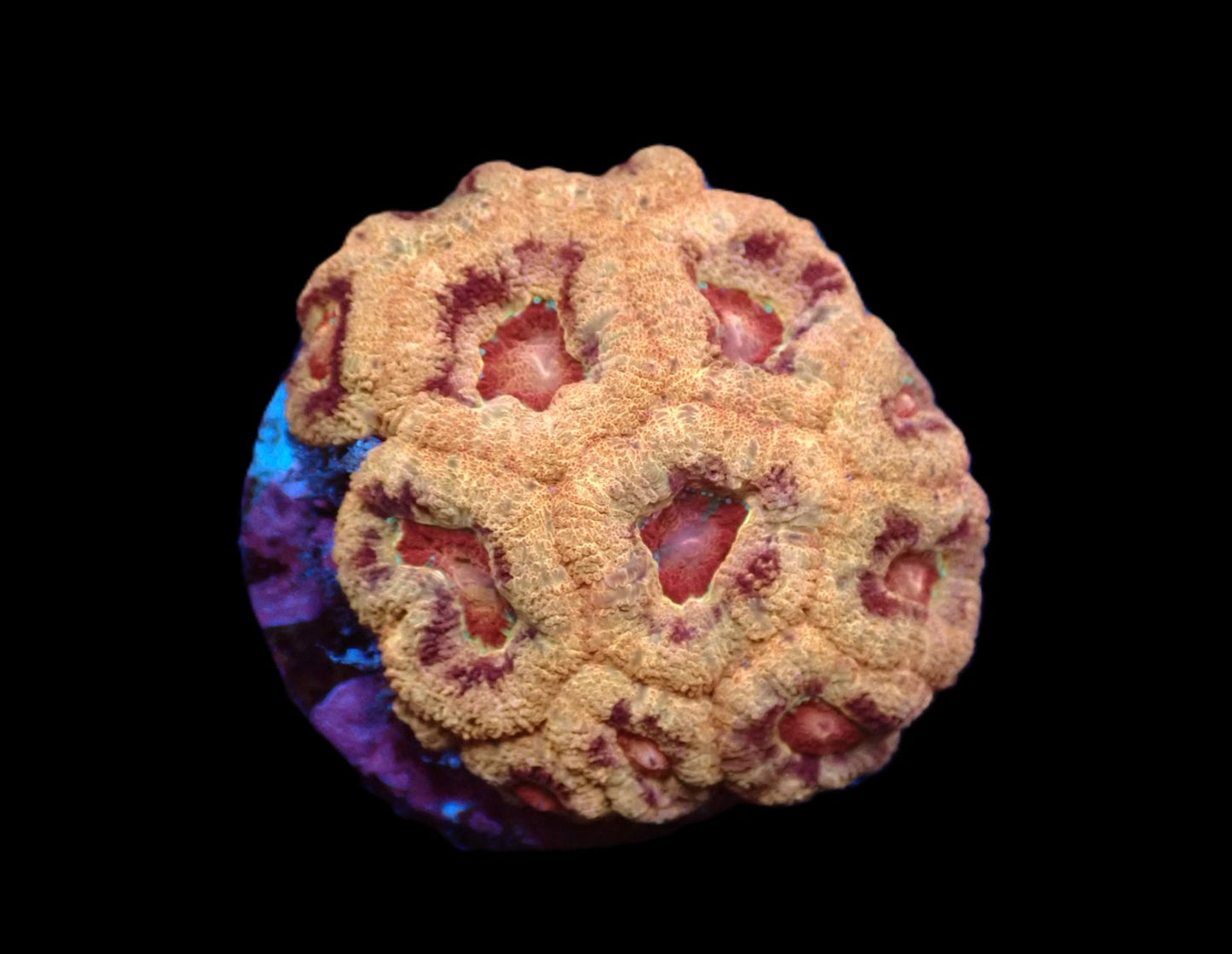 Acanthastrea lordhowensis (Asian Acan) – WYSIWYG Koralle