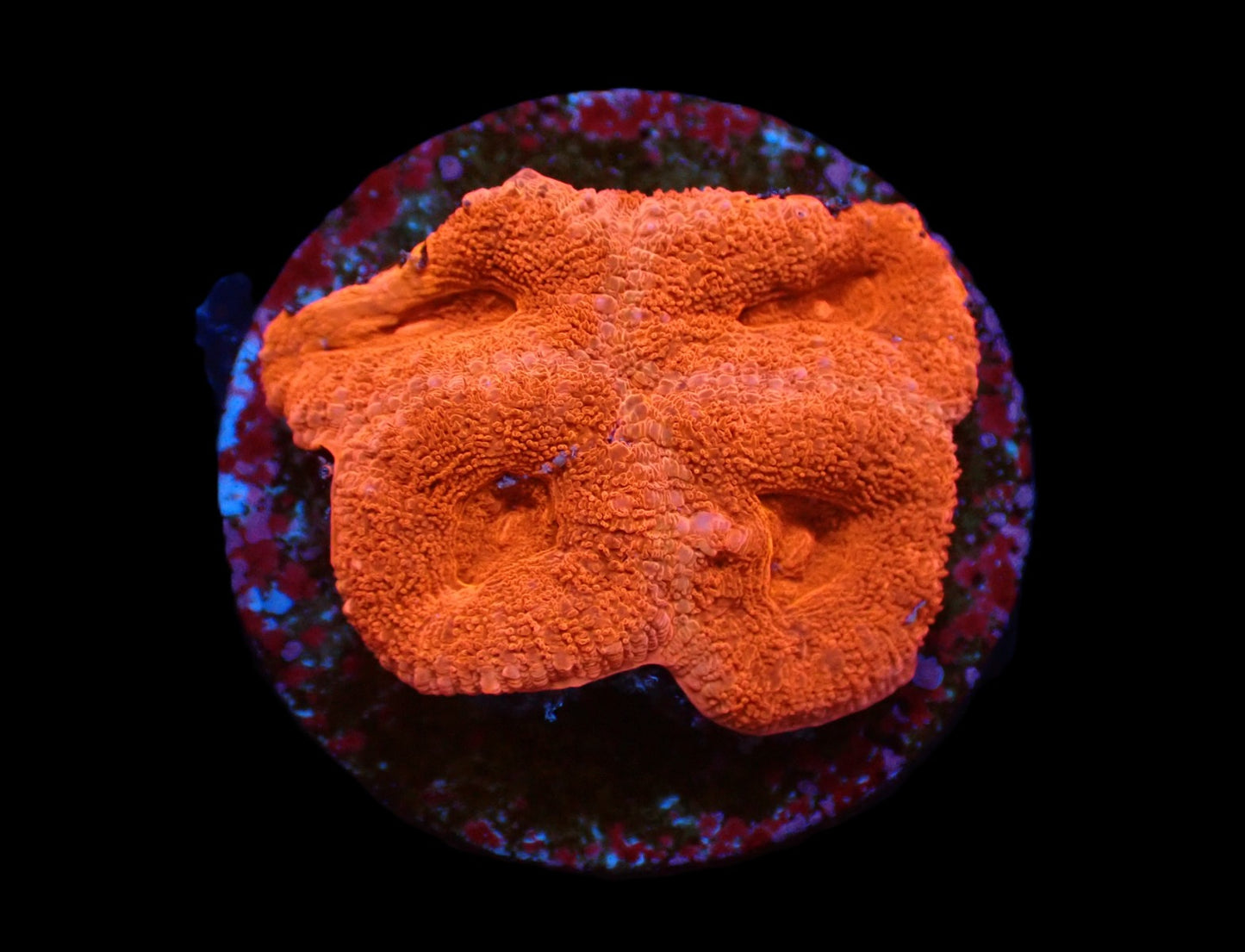 Acanthastrea lordhowensis (Red Ultra) – WYSIWYG Koralle