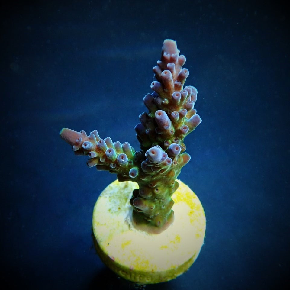 Acropora austera – kultivierter SPS-Ableger