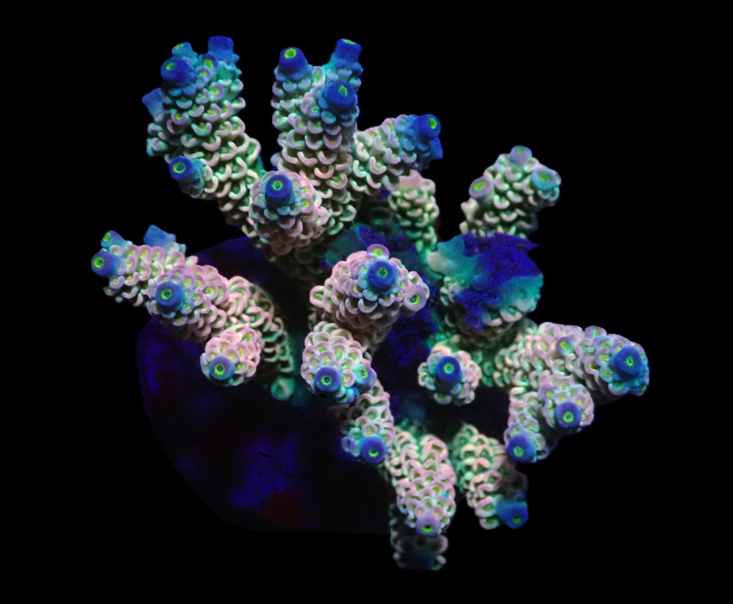 Acropora bifaria (Homewrecker) – WYSIWYG Koralle