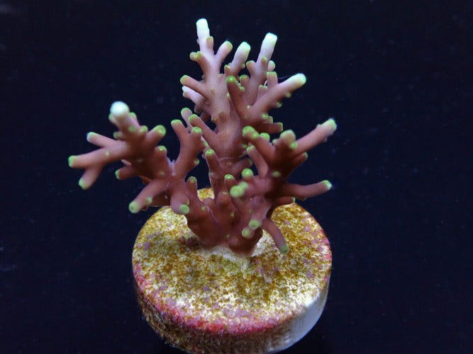 Acropora carduus – kultivierter SPS-Ableger