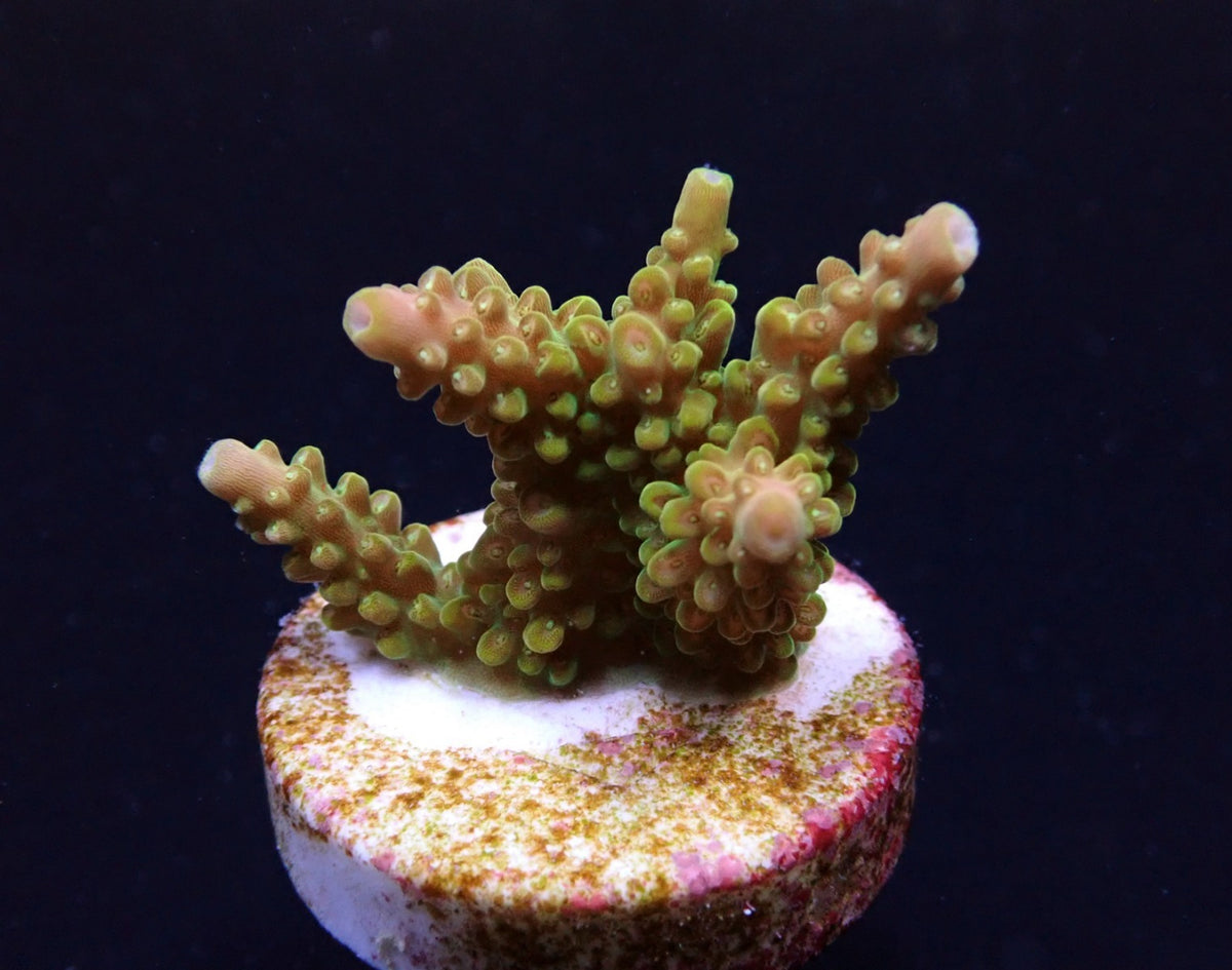 Acropora divaricata – kultivierter SPS-Ableger