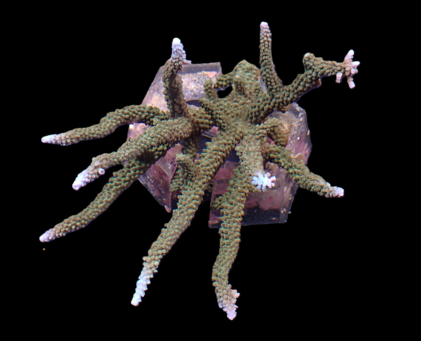 Acropora microphthalma (Abrolhos Islands) – WYSIWYG Koralle