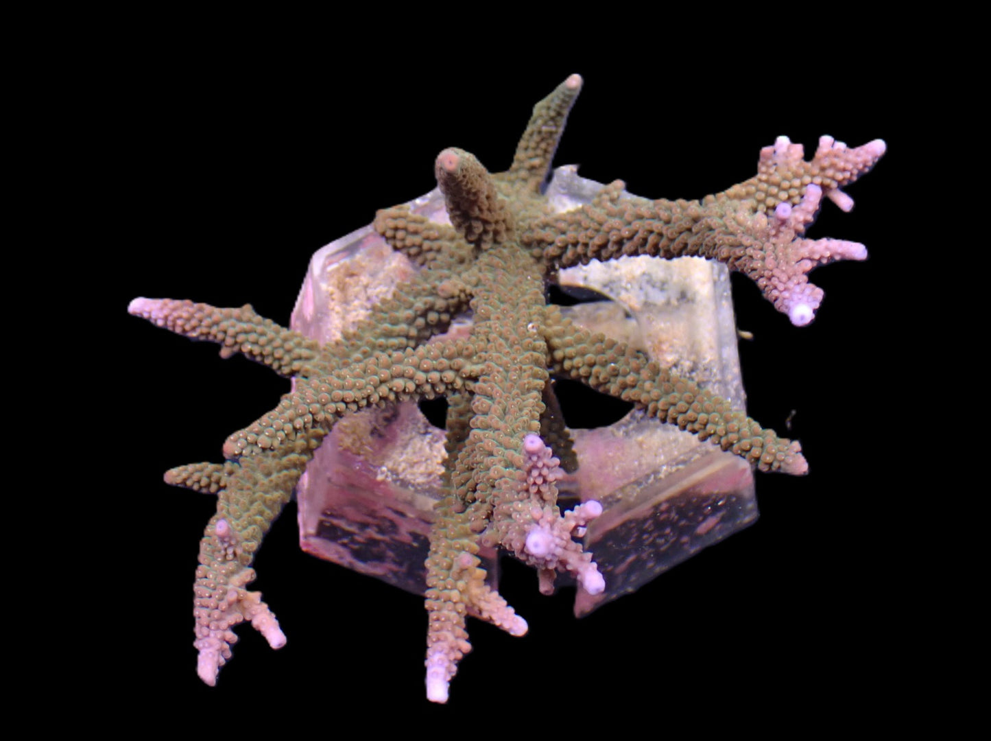 Acropora microphthalma (Abrolhos Islands) – WYSIWYG Koralle