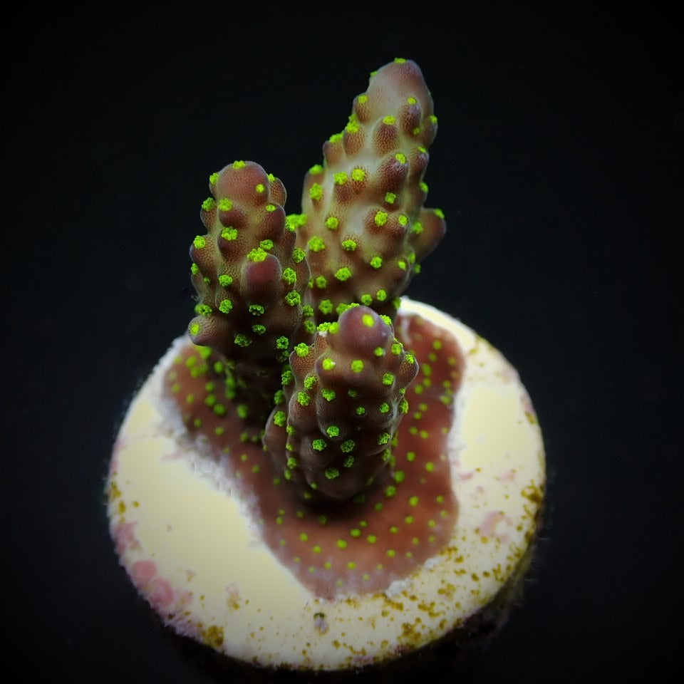 Acropora nana – kultivierter SPS-Ableger