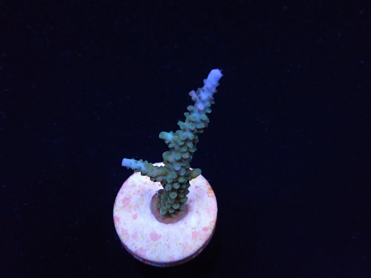 Acropora parilis – kultivierter SPS-Ableger