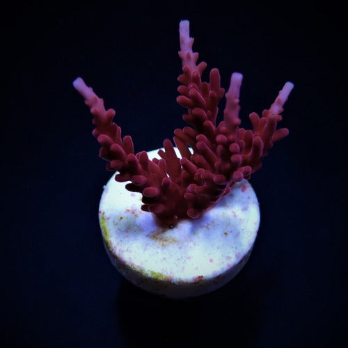 Acropora sp. Signature – kultivierter SPS-Ableger