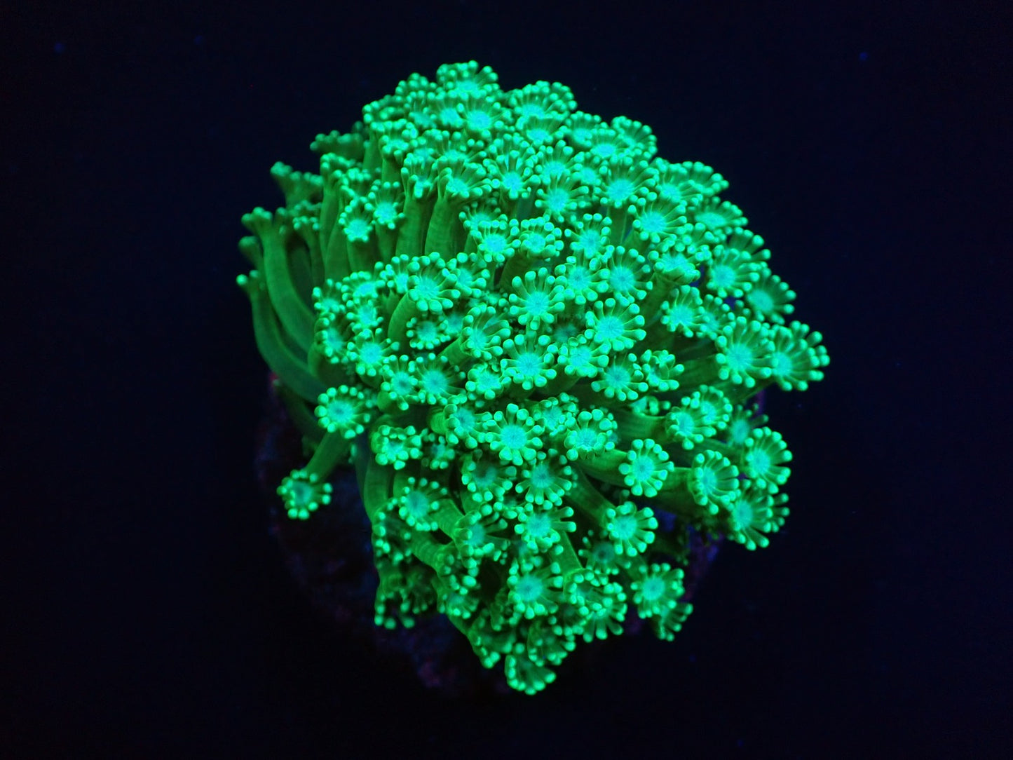 Alveopora sp. (Green) – WYSIWYG Koralle