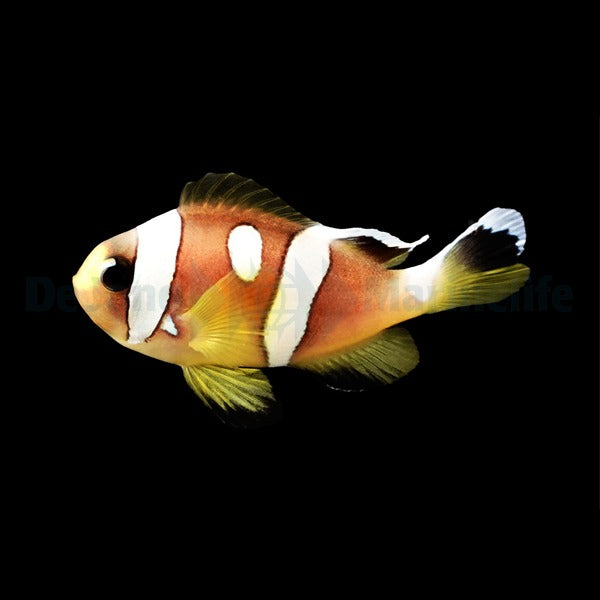 Zweibinden-Anemonenfisch „Spotcinctus“ – Amphiprion bicinctus (Spotcinctus, Nachzucht)