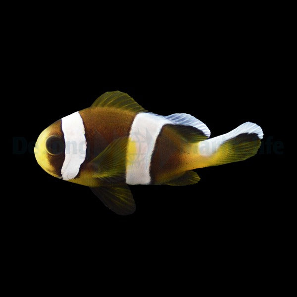Madagaskar-Anemonenfisch – Amphiprion latifasciatus (Nachzucht)