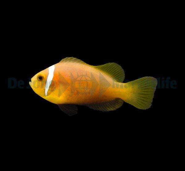 Malediven-Anemonenfisch – Amphiprion nigripes (Nachzucht)