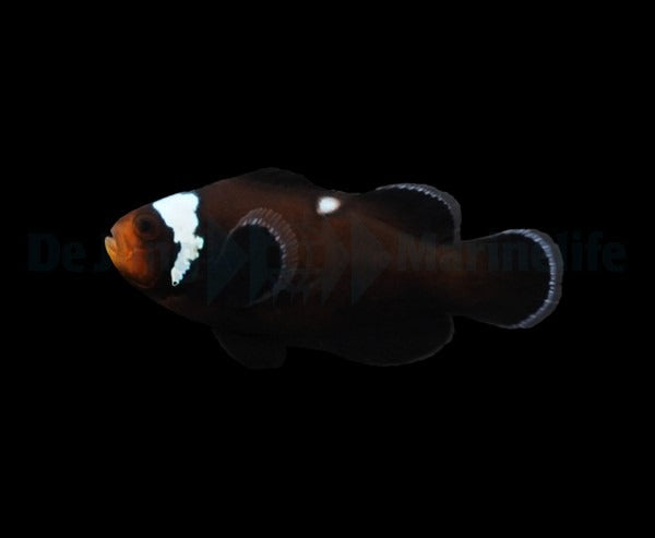 Ocellaris-Anemonenfisch „Domino“ – Amphiprion ocellaris (Domino, Nachzucht)
