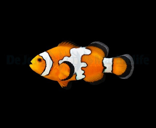 Ocellaris-Anemonenfisch „Snowflake“ – Amphiprion ocellaris