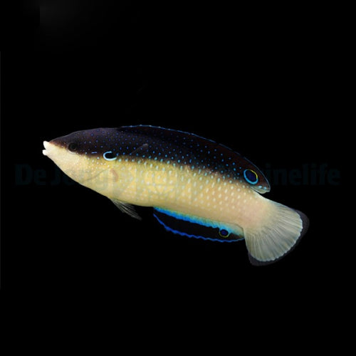 Anampses neoguinaicus
