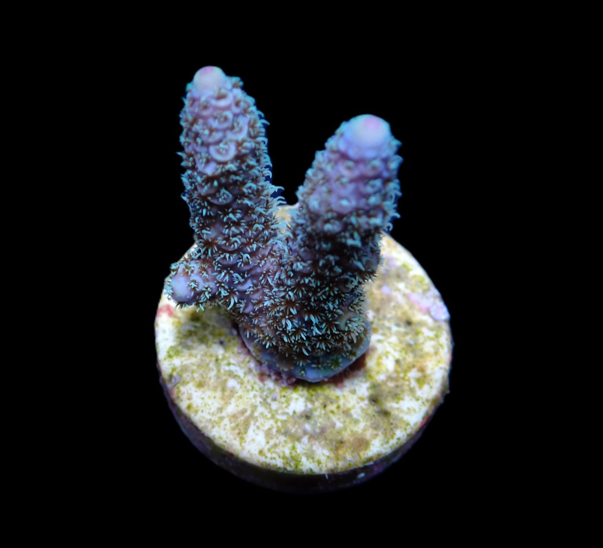 Acropora abrolhosensis – kultivierter SPS-Ableger