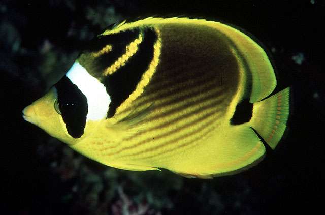 Chaetodon Lunula ca 5-6cm - Glasrosenfresser