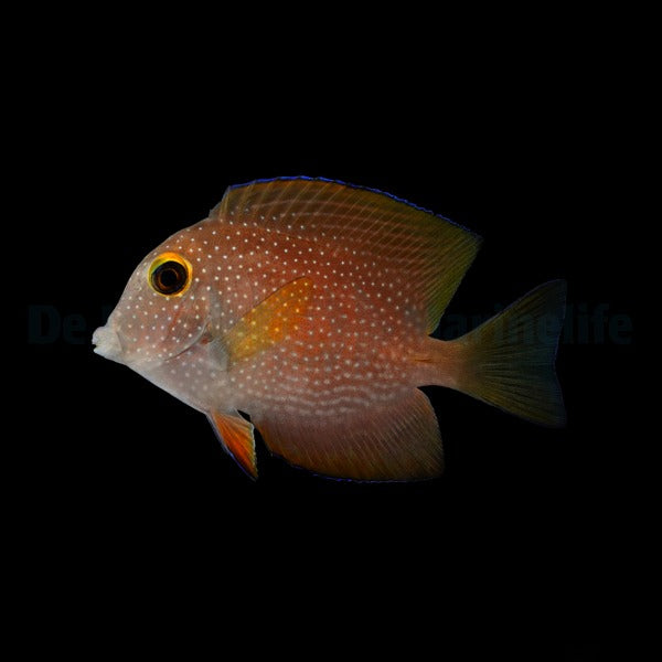 Ctenochaetus truncatus (Trunkierter Borstenzahndoktor)