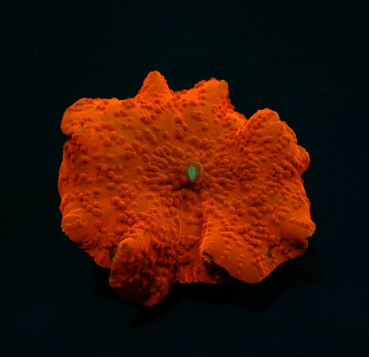 Scheibenanemone (Discosoma spp. Red) (Ultra)