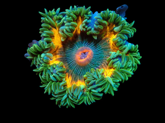 Karibische Perlenanemone (Epicystis crucifer) (Ultra)