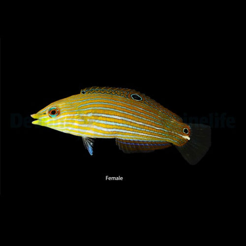 Regenbogenlippfisch (Halichoeres melanurus)