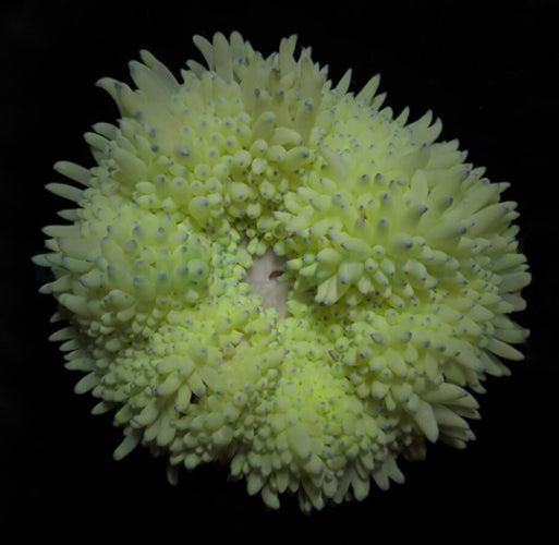 Gelbe Lederanemone (Heteractis crispa yellow)