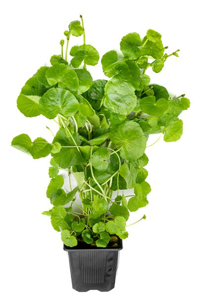 Hydrocotyle leucocephala | Üppige XXL-Schaupflanze mit Rundblättern