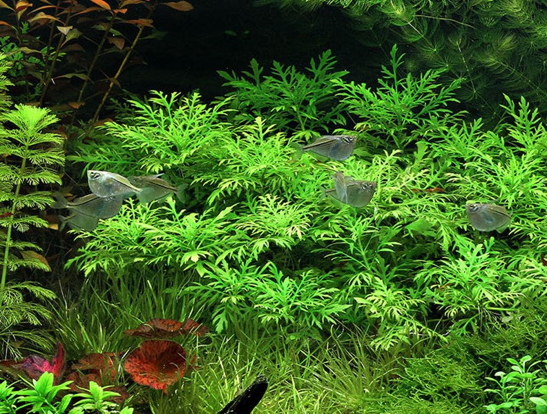 Hygrophila difformis | Wasserfreund im Terrakottaring