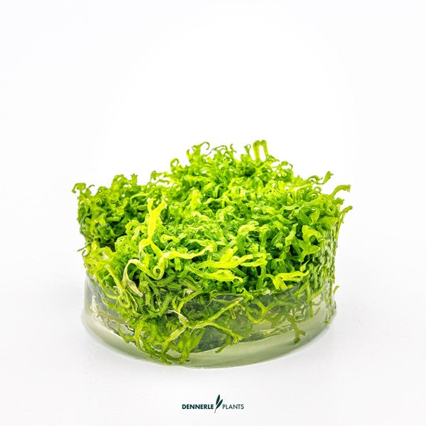 Riccia fluitans | Vielseitiges Schwimm- & Aufsitzmoos InVitro