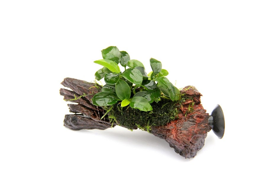 Anubias nana ‘Bonsai’ | Mini-Aufsitzerpflanze für Nano- & Detail-Aquascapes