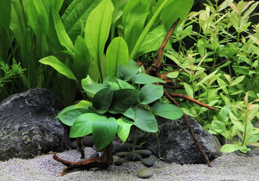 Anubias nana | Auf Spiderwood gebundene Aufsitzerpflanze