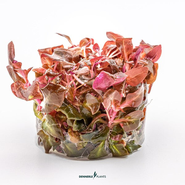 Alternanthera reineckii ‘Purple’ | Intensive rote Aquariumpflanze InVitro
