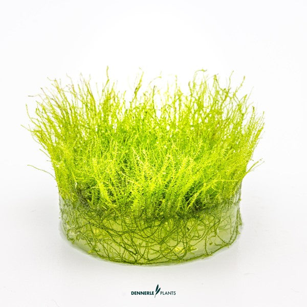 Amblystegium serpens | Feines Aquarienmoos InVitro