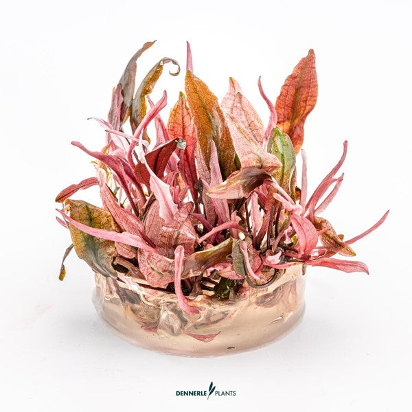 Cryptocoryne spec. ‘Flamingo’ | Rosa Akzentpflanze InVitro